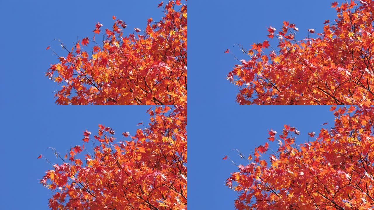 红叶在秋天改变了颜色