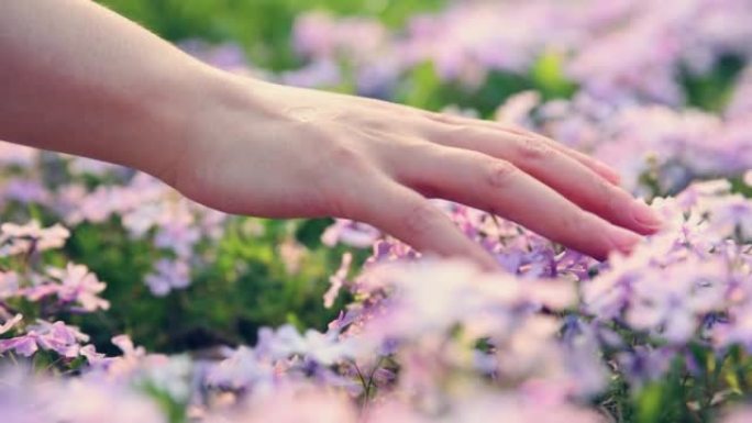 春天的手抚摸小花美好生活公园散步环境舒适