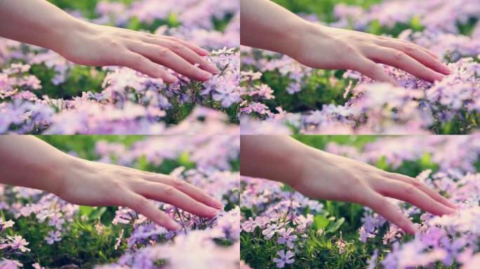 春天的手抚摸小花美好生活公园散步环境舒适