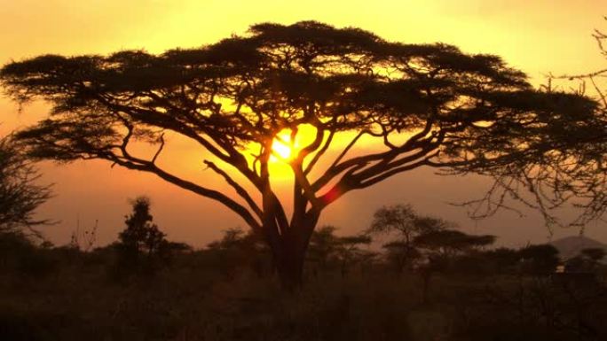 剪影: 华丽的金色夕阳轻轻照亮了一棵孤独的相思树。