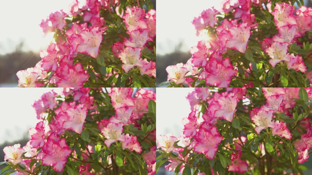 慢动作，特写: 郁郁葱葱的杜鹃花，有白色的花朵和粉红色的边缘