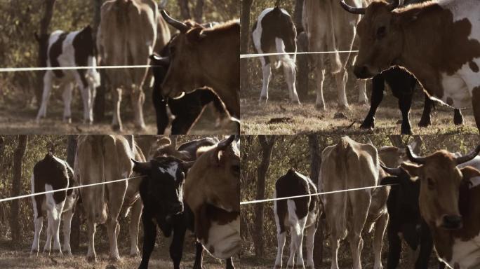 在阿根廷被高乔牵着的黑牛。