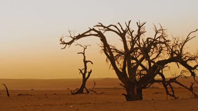 WS Deadvlei树木在日落时宁静的沙漠景观，纳米比亚，非洲