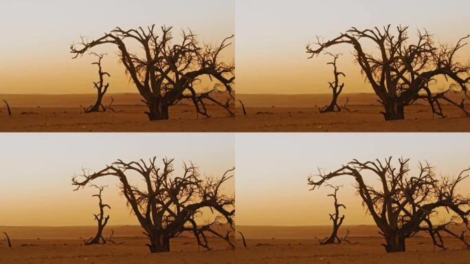 WS Deadvlei树木在日落时宁静的沙漠景观，纳米比亚，非洲