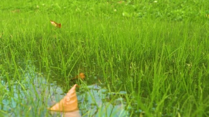 由于秋天的大雨，绿草上的多余水停滞了