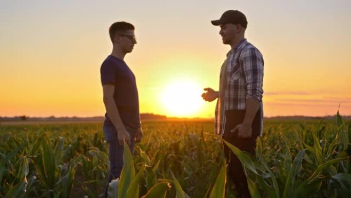 日落时分，两个年轻的农民在玉米地里握手
