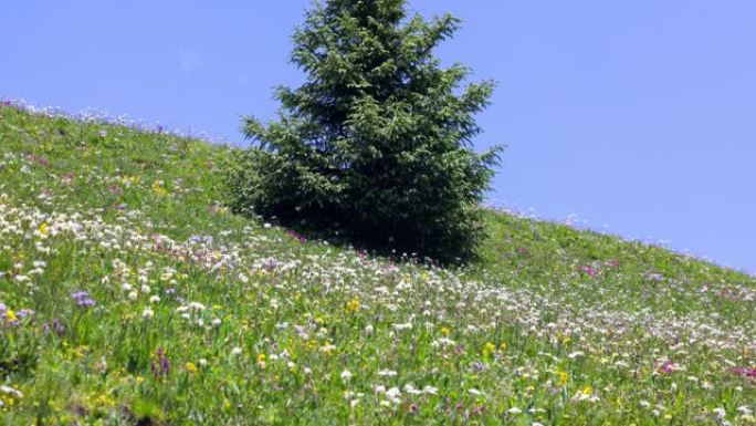 川西高原夏季花开草地野花春天开花草原花海