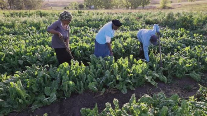 非洲黑人新兴男性和女性农民使用a头在菠菜作物中工作
