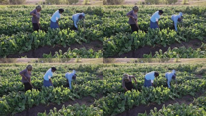 非洲黑人新兴男性和女性农民使用a头在菠菜作物中工作