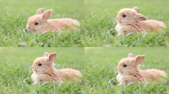 草地上的肋骨兔子特写兔子吃草野生兔子