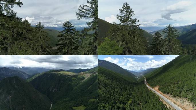 高山森林峡谷