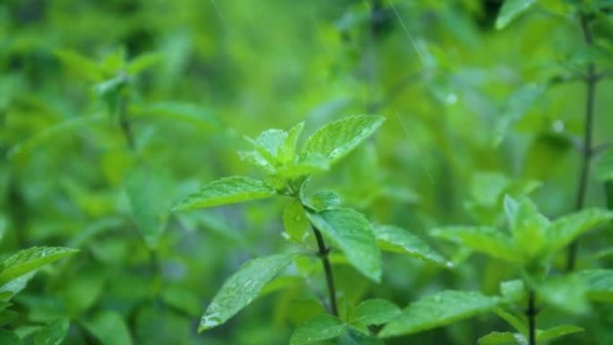 落在绿色新鲜薄荷叶上的水