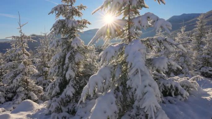 壮丽的冬季景观。摄像机沿着覆盖着蓬松雪的枞树移动。从山后出来的太阳穿过树枝。冬季故事。散步和徒步旅行