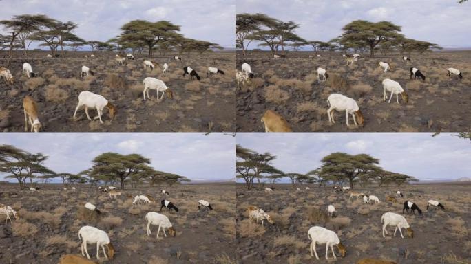 气候变化。干旱。水危机。一小群山羊在肯尼亚北部极度干旱的景观中寻找食物