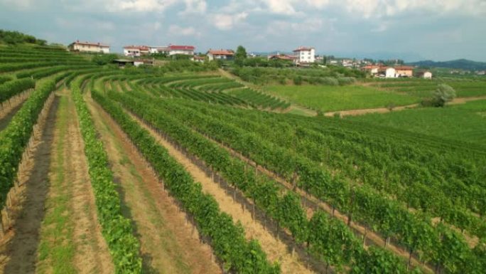 空中: 地中海葡萄酒产区的山丘上覆盖着葡萄藤。