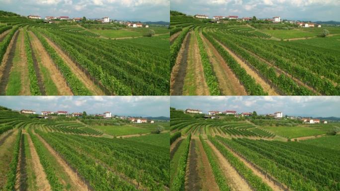 空中: 地中海葡萄酒产区的山丘上覆盖着葡萄藤。