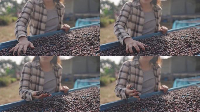 年轻的农民检查从干燥种植园收获的咖啡豆的质量