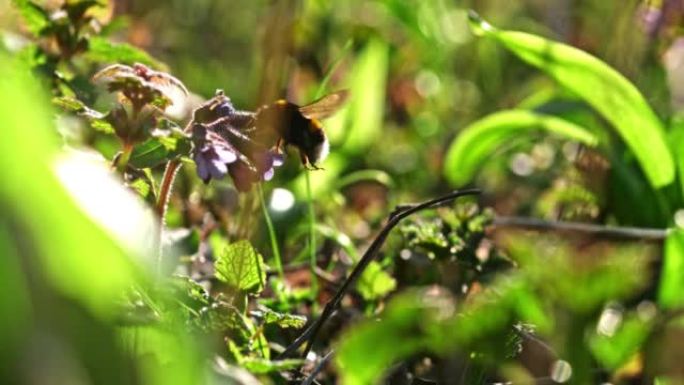 超级SLO MO特写大黄蜂在大自然中施肥粉红色的花朵