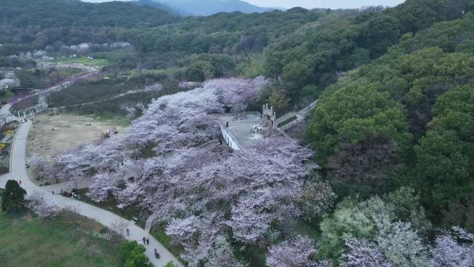 上方山樱花