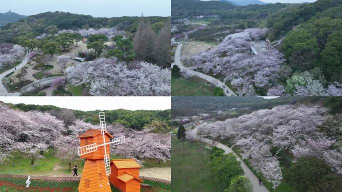 上方山樱花