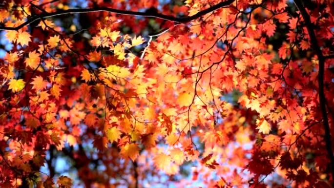 美丽的秋天森林枫叶秋日秋季