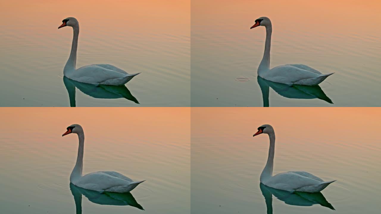 日落时漂浮在湖上的白天鹅