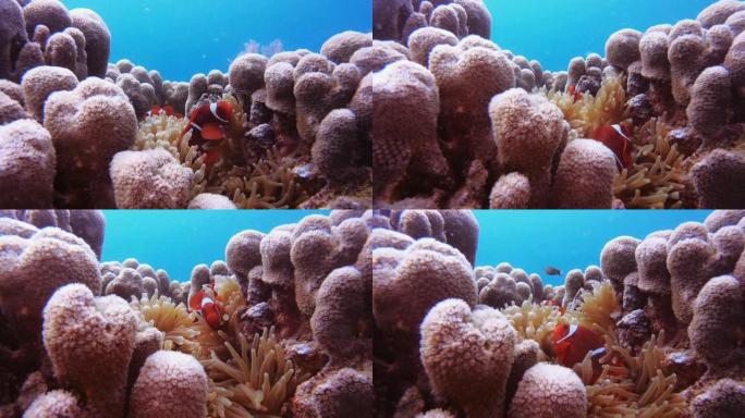 你不能在没有看到小丑的情况下探索珊瑚礁