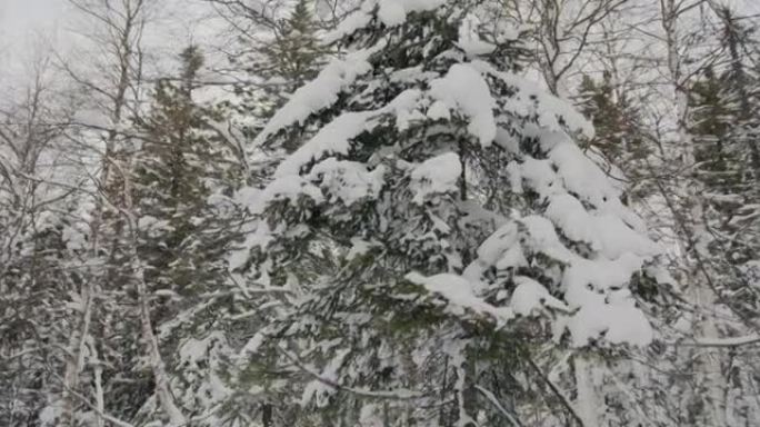 美丽的云杉树在冬日的松树林中被雪覆盖，没有人