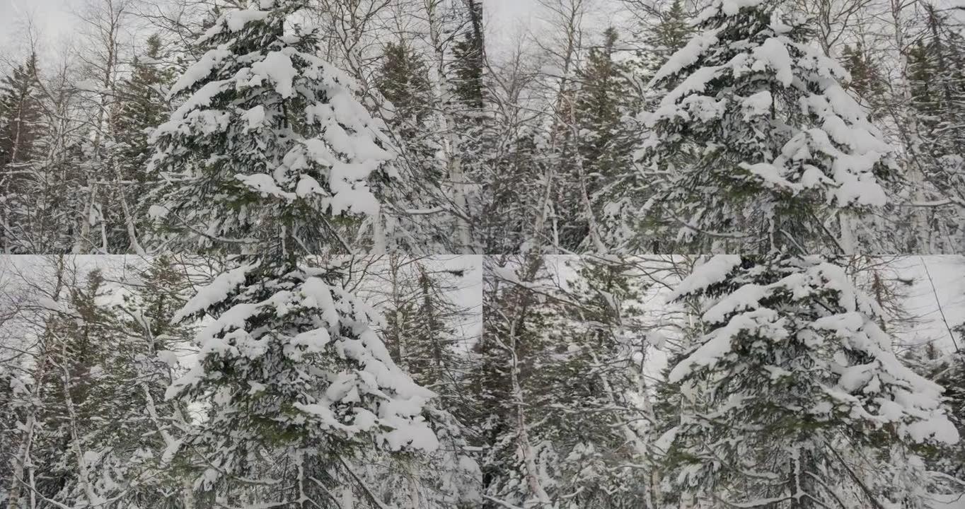 美丽的云杉树在冬日的松树林中被雪覆盖，没有人