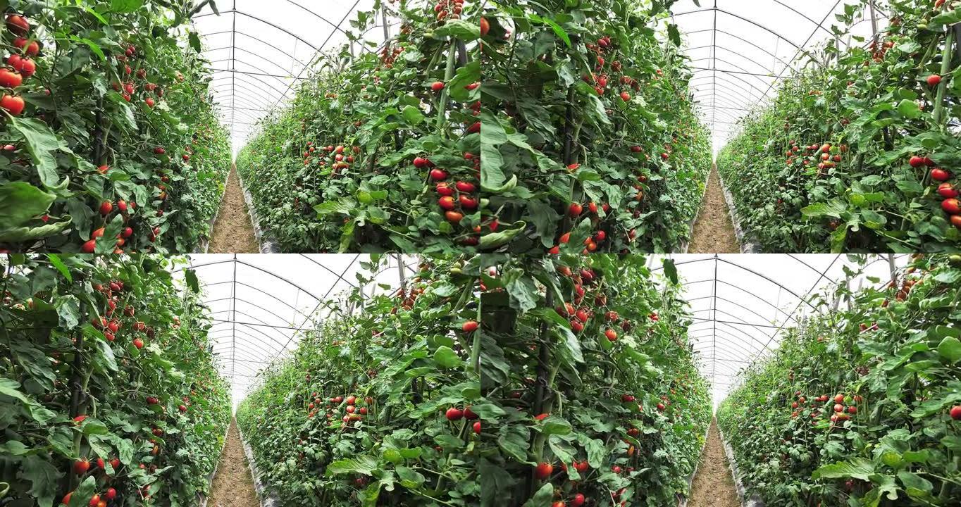 番茄温室西红柿蔬菜大棚反季节蔬菜