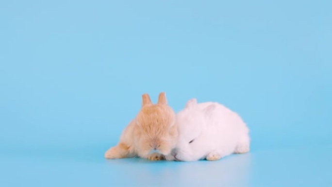 小兔子睡在孤立的蓝色背景屏幕上