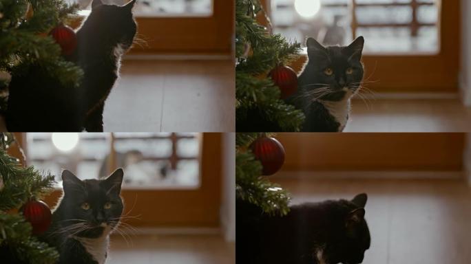 坐在圣诞树旁边的黑猫特写