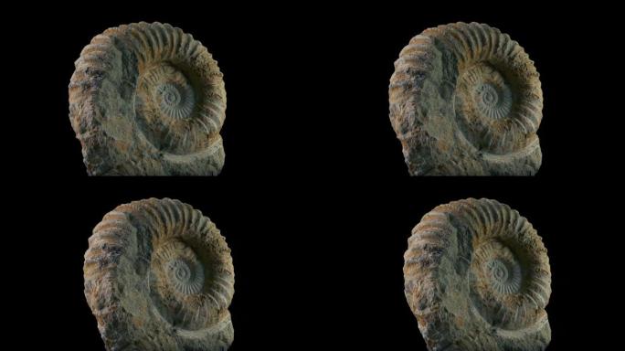 侏罗纪时代的海洋生物化石