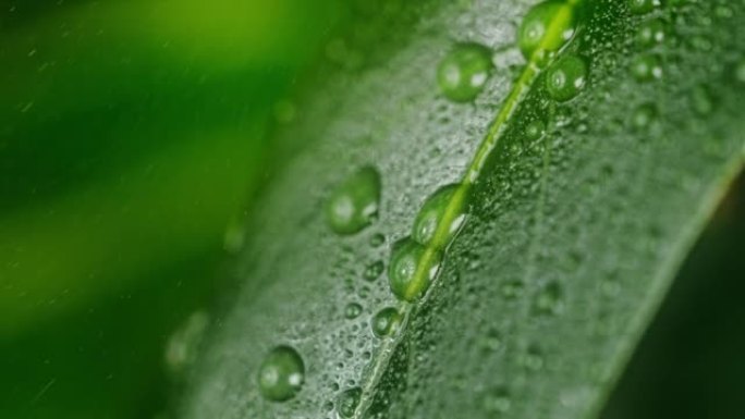 超级SLO MO雨滴滴在绿叶上