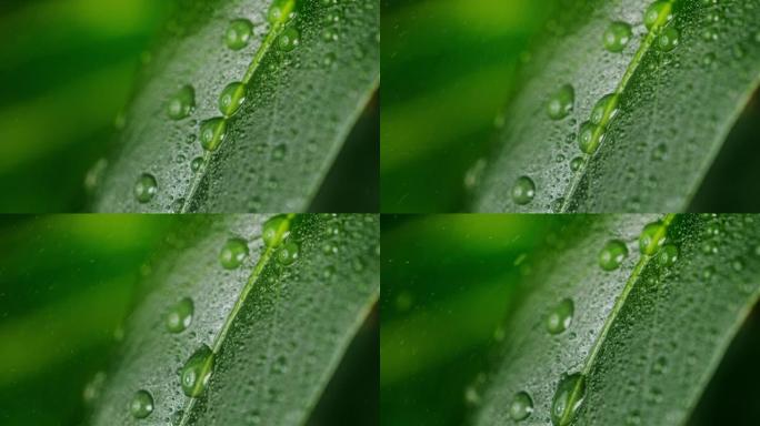 超级SLO MO雨滴滴在绿叶上