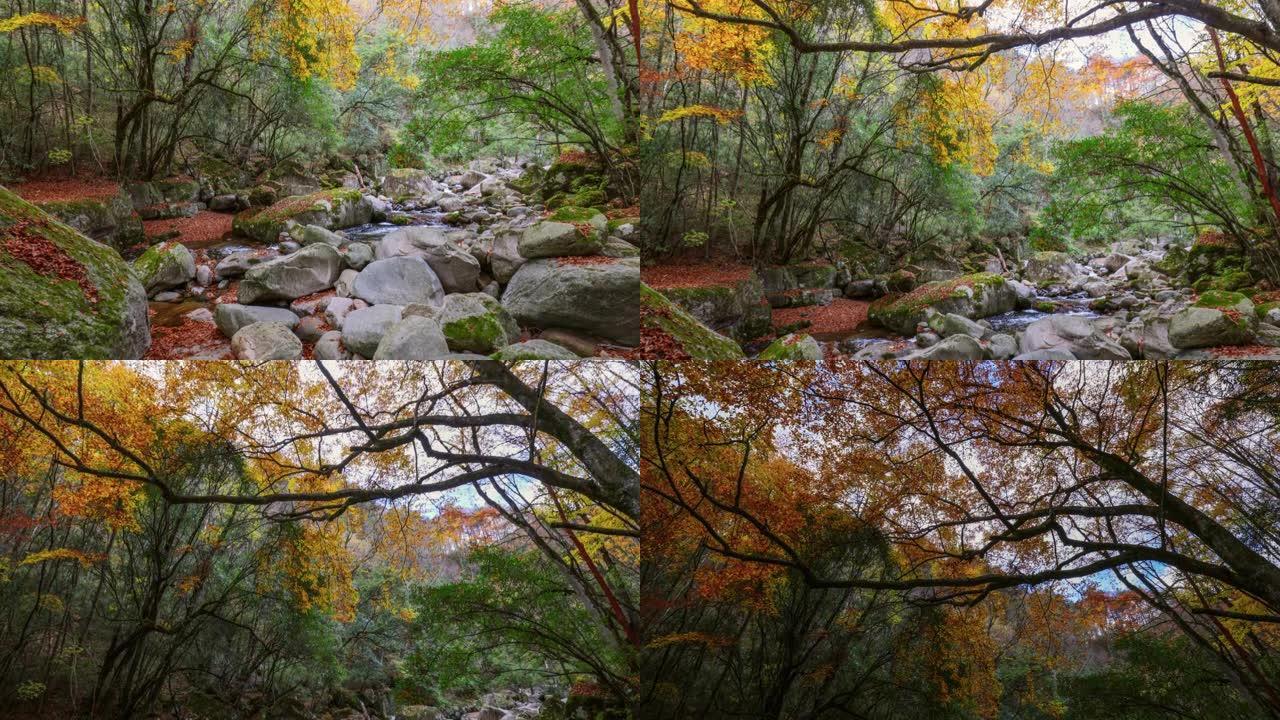 秋天的山谷里，森林变得五彩缤纷