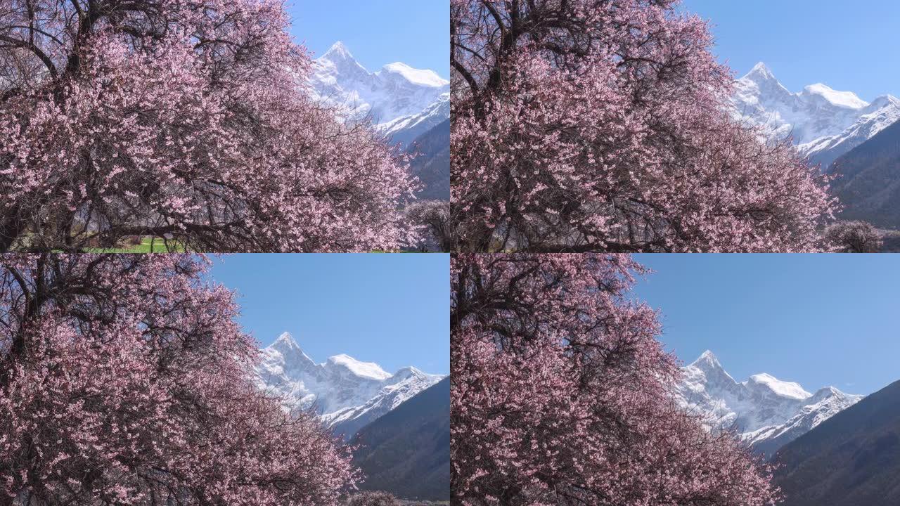 雪山下的田野里长着鲜花的巨大桃树