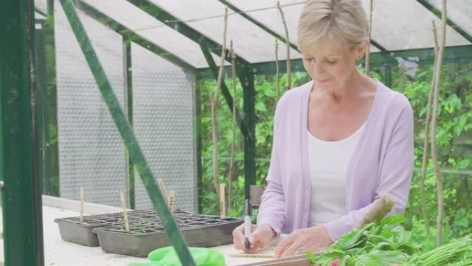 高级妇女在温室种子托盘中书写植物标签