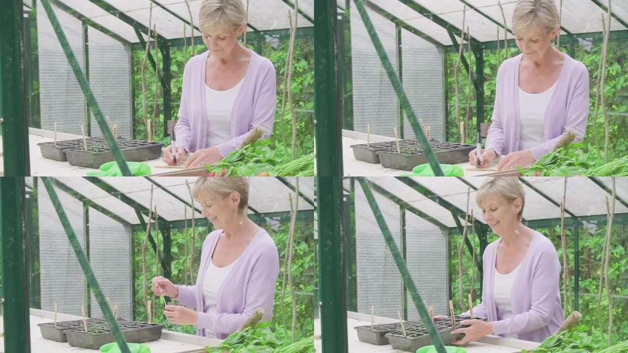 高级妇女在温室种子托盘中书写植物标签