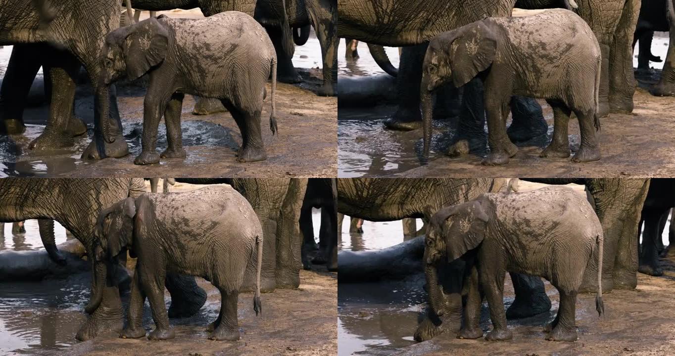 野生动物。可爱的小象小牛的特写镜头站在它的母亲旁边，在水坑里喝酒