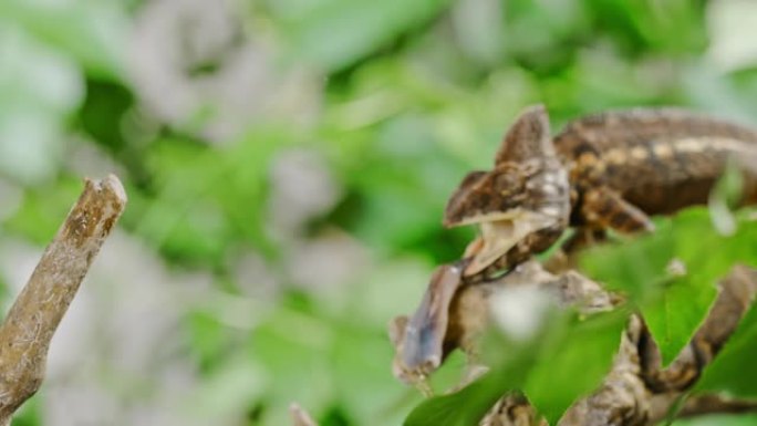 超级SLO MO变色龙网罗这是猎物-蚱hopper