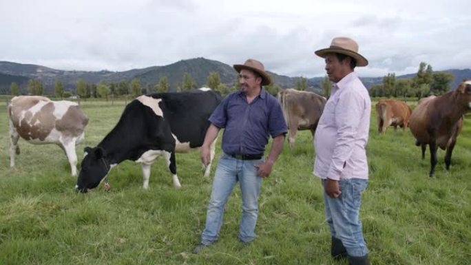 拉丁美洲男子在奶牛场交谈，指指点点，然后握手达成协议