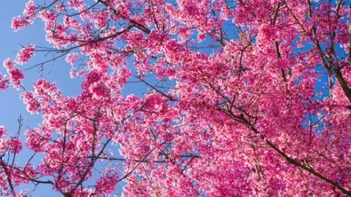 春天的粉红色樱花繁花氛围花束
