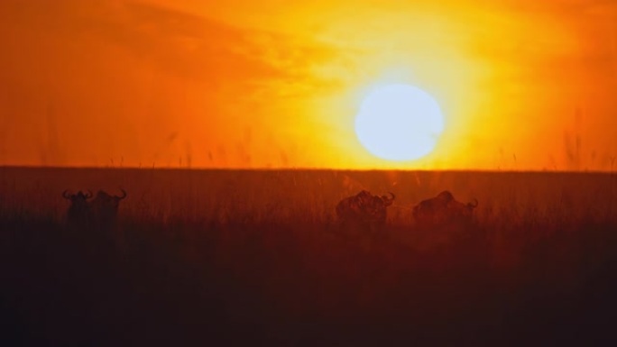 日出时在田园诗般的田野中行走的剪影牛羚