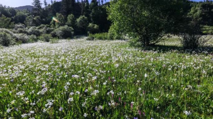 川西高原夏季花开绿色场景电影拍摄地大自然