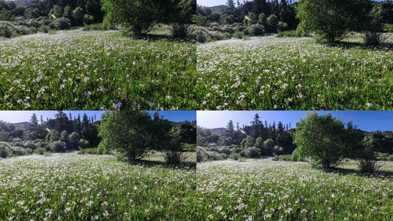 川西高原夏季花开绿色场景电影拍摄地大自然