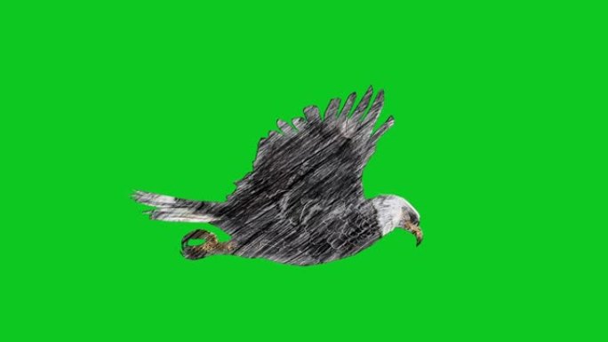 动画木炭铅笔绘制鹰在绿色屏幕上飞行可循环动物，野生动物，游戏，返校，木炭，绘画，短视频，电影，卡通，
