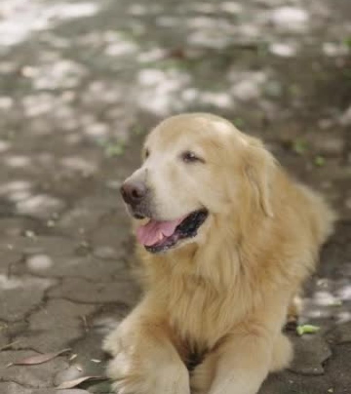 一只金毛猎犬躺在地板上，在公园里疲倦地喘着粗气。