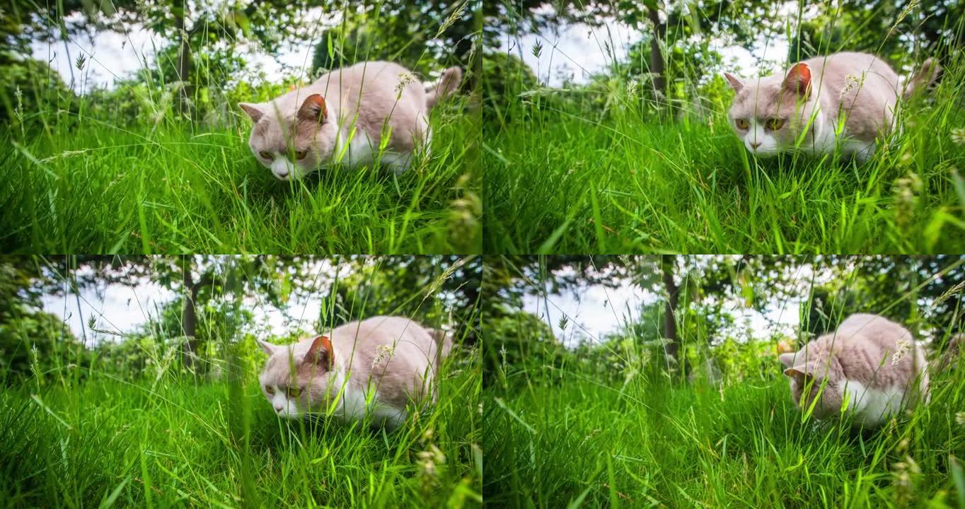 英国短毛猫宠物猫猫咪野猫