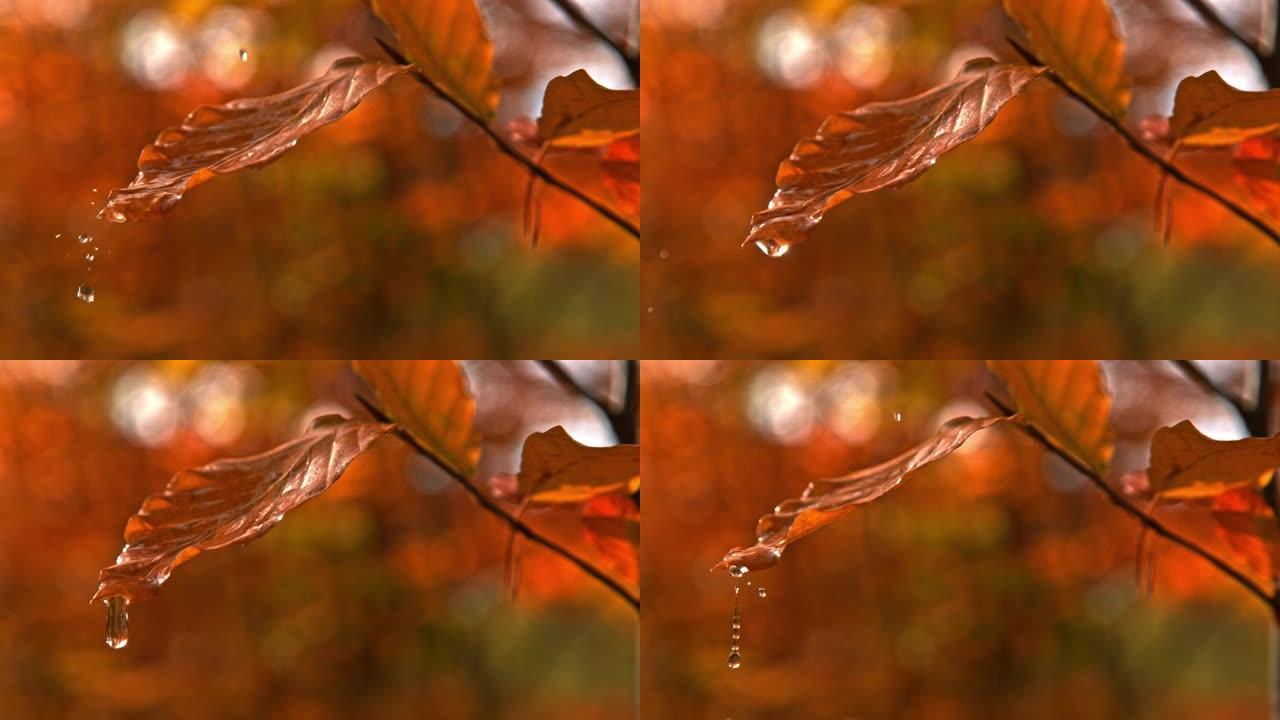 超级SLO MO水滴落在森林中的秋叶上
